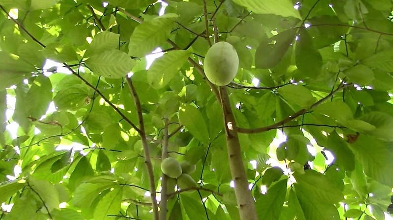 Green pawpaw fruits hanging from a slender trunk among large, pale green leaves lit from above in a wild pawpaw patch