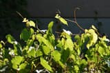 Riverbank grape shoots with toothed, lobed leaves and long curling tendrils reaching upward in bright sun against a dark wall