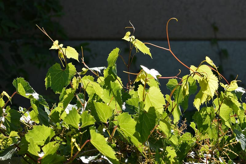 Riverbank grape shoots with toothed, lobed leaves and long curling tendrils reaching upward in bright sun against a dark wall