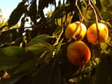 Three ripe orange persimmons hanging in a cluster among dark, sunlit leaves on a wild tree