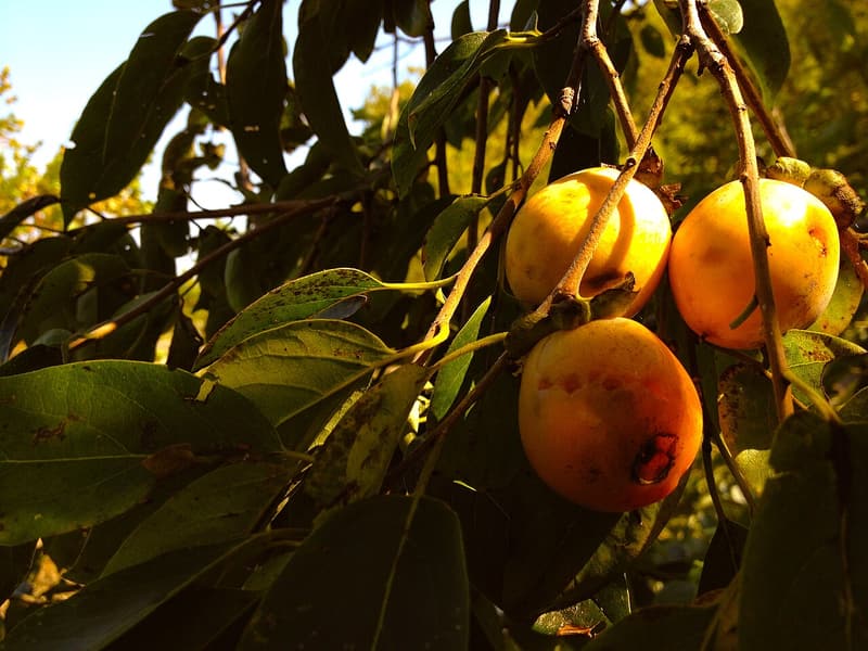 Three ripe orange persimmons hanging in a cluster among dark, sunlit leaves on a wild tree