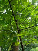 Cluster of four green pawpaw fruits hanging under large drooping leaves in the shade of the canopy