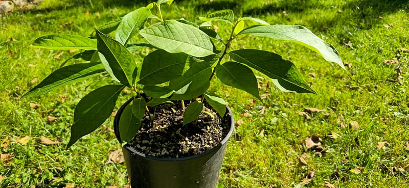 Pawpaw seedlings with broad, drooping leaves growing in a tall black nursery pot set on a sunny lawn
