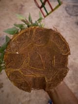 The underside of a sapling's root ball held in a hand, its roots circling the rim in the shape of the pot