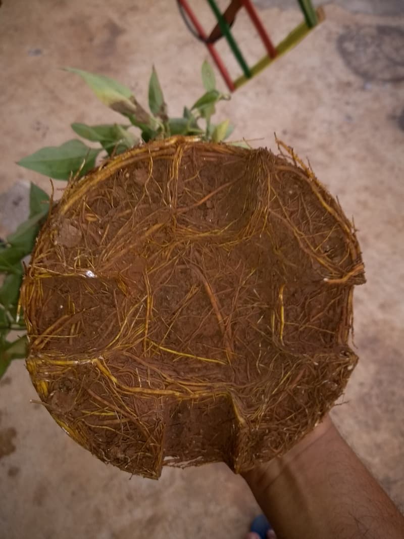 The underside of a sapling’s root ball held in a hand, its roots circling the rim in the shape of the pot