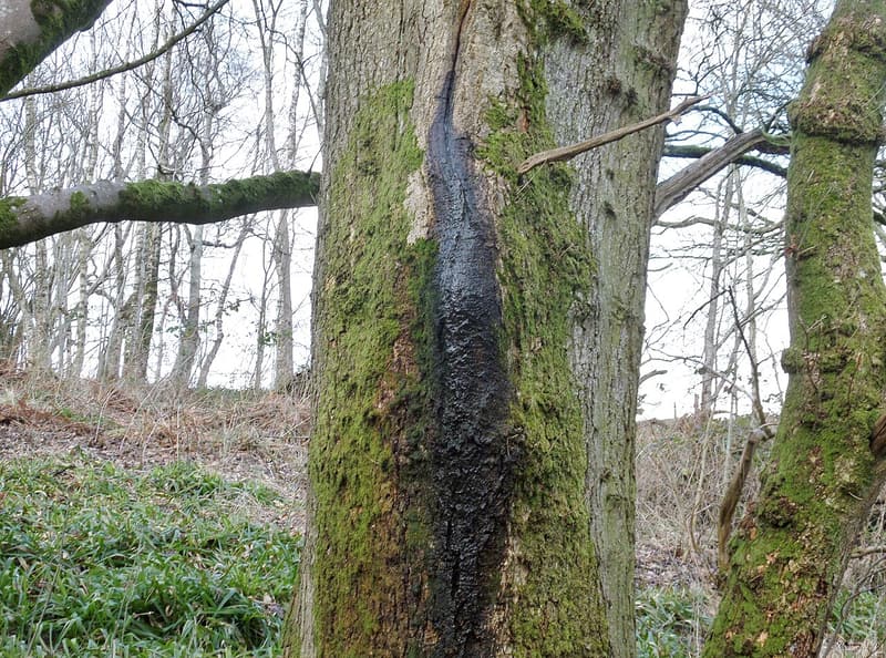 A dark, wet streak running down a moss-covered trunk from a crack in the bark, in a leafless winter wood