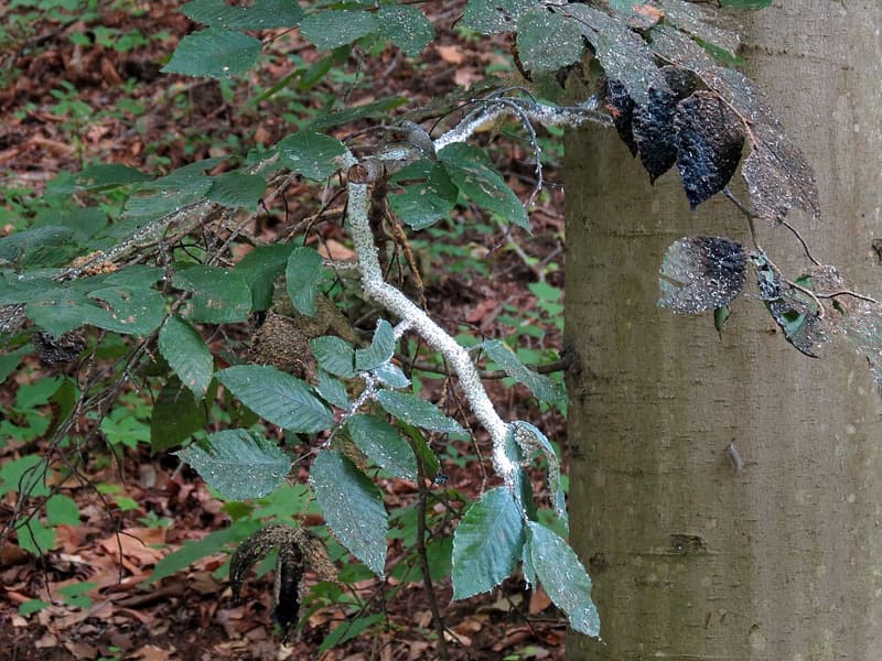 A beech branch coated in white woolly aphids, with leaves below blackened by a sooty fungus