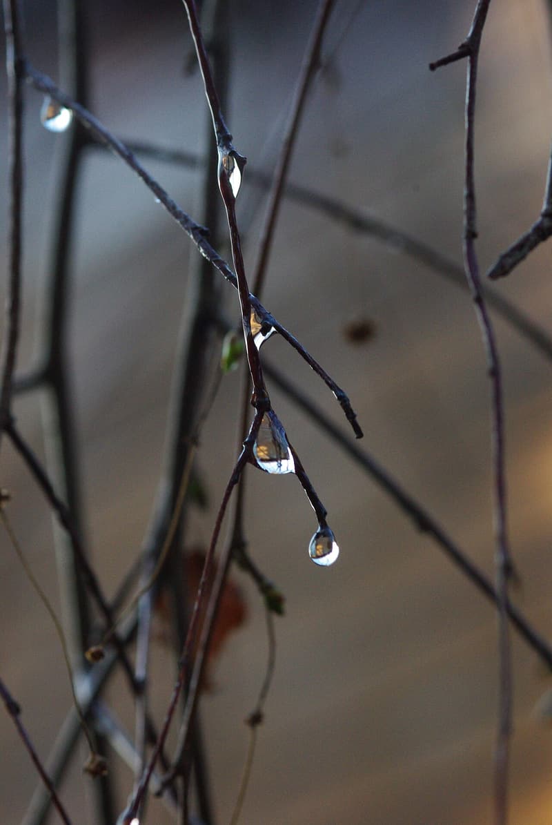 Clear drops of sap hanging from the tips of thin, bare birch twigs in early spring