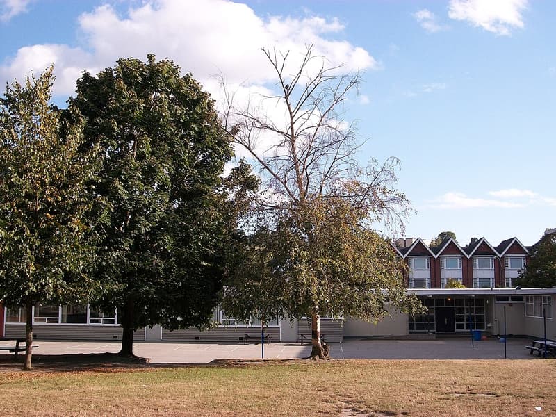 A birch on a school lawn, its top bare and dead above a lower crown still in green leaf, beside a full green tree