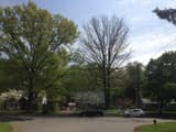 Two big oaks on a suburban street in spring, one in full green leaf and the one beside it nearly bare