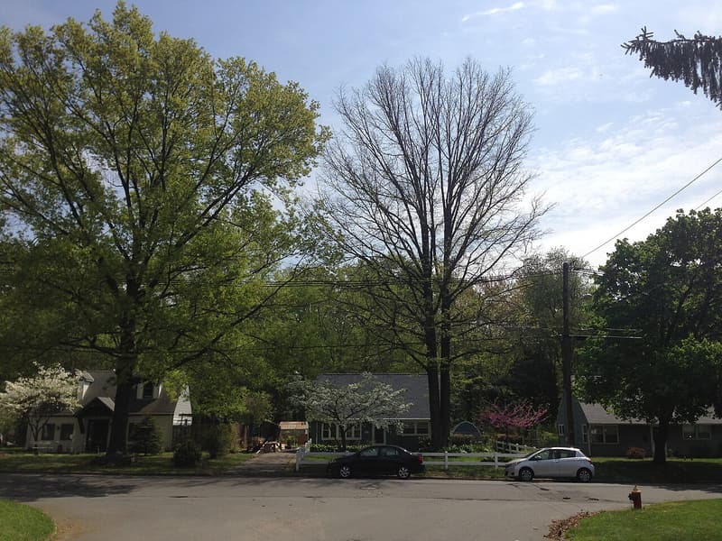 Two big oaks on a suburban street in spring, one in full green leaf and the one beside it nearly bare