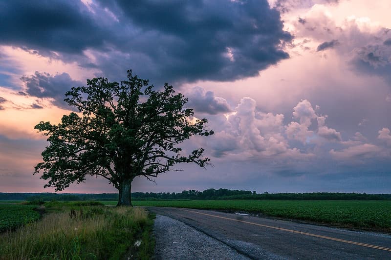 Lone bur oak with a broad, rounded crown beside a country road in a green field under storm clouds
