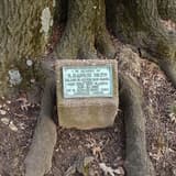 Small concrete marker with a weathered bronze plaque wedged between thick roots at the base of an old tree