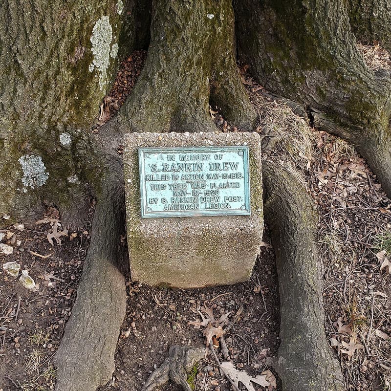 Small concrete marker with a weathered bronze plaque wedged between thick roots at the base of an old tree