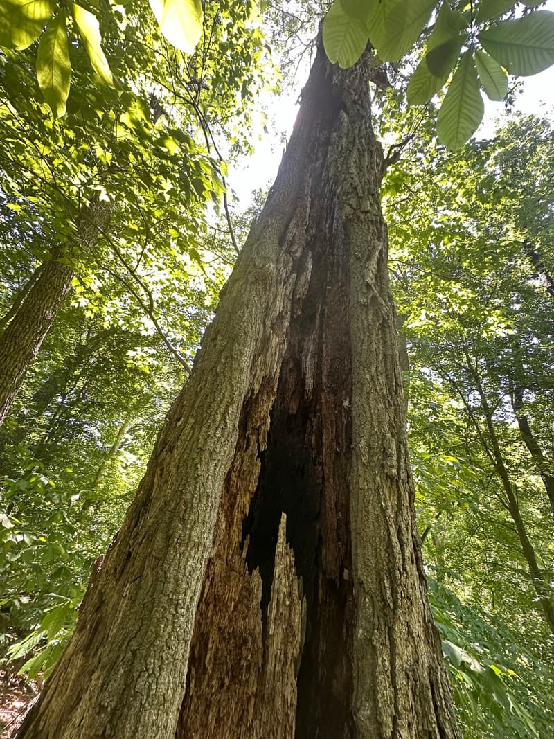 Dead trunk split open from the top down a long dark cleft, seen from below