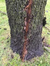 Base of a black walnut trunk with a narrow strip of bark torn away to the ground and shredded wood showing