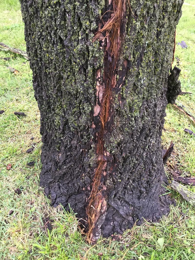 Base of a black walnut trunk with a narrow strip of bark torn away to the ground and shredded wood showing