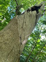 Shattered top of a dead trunk seen from below, splintered wood and torn bark against the sky, bare gray wood with long cracks