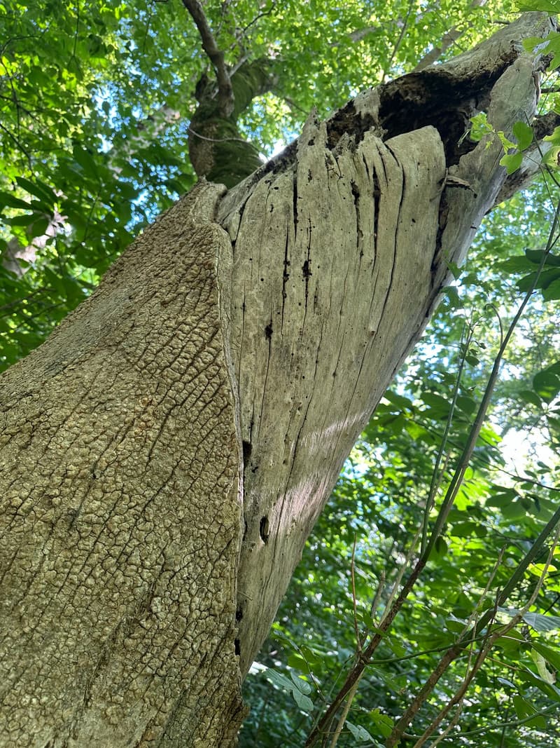 Shattered top of a dead trunk, splintered wood and torn bark against the sky