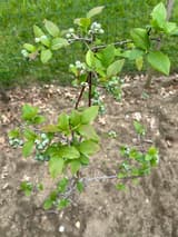 Young blueberry bush seen from above, with clusters of unripe green berries, in a bare-soil nursery bed behind deer netting