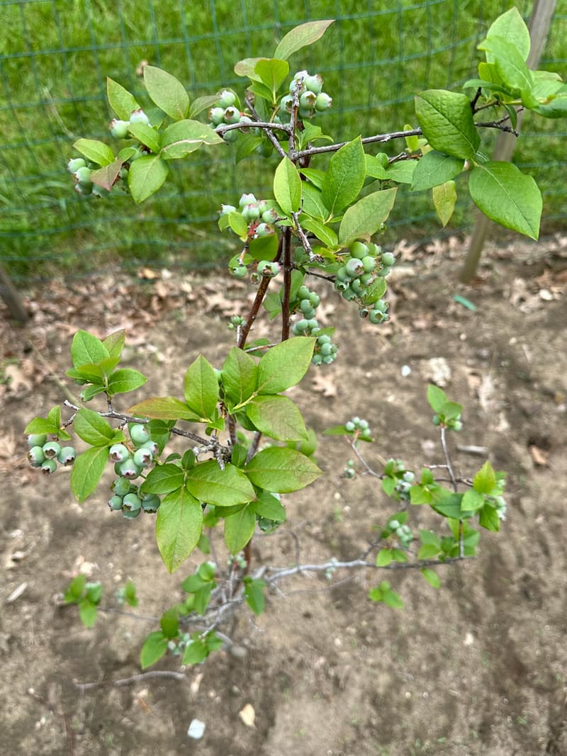 Young blueberry bush seen from above, with clusters of unripe green berries, in a bare-soil nursery bed behind deer netting