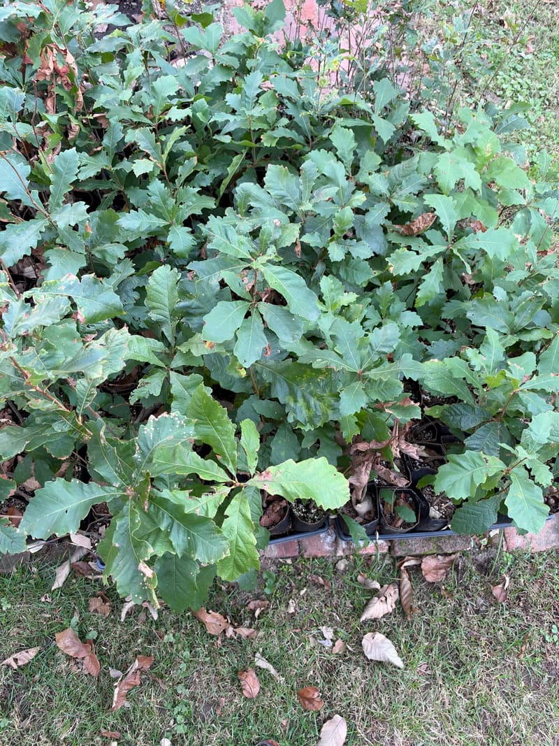 Oak seedlings in root-pruning pouches crowded in trays along a brick edging, large blunt-toothed leaves, a few browning