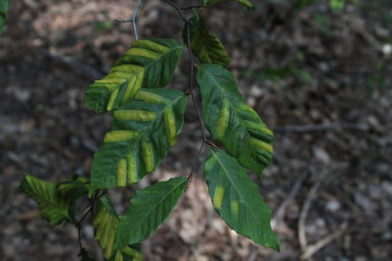 Beech shoot with leaves striped by pale yellow-green bands between the side veins, over a forest floor