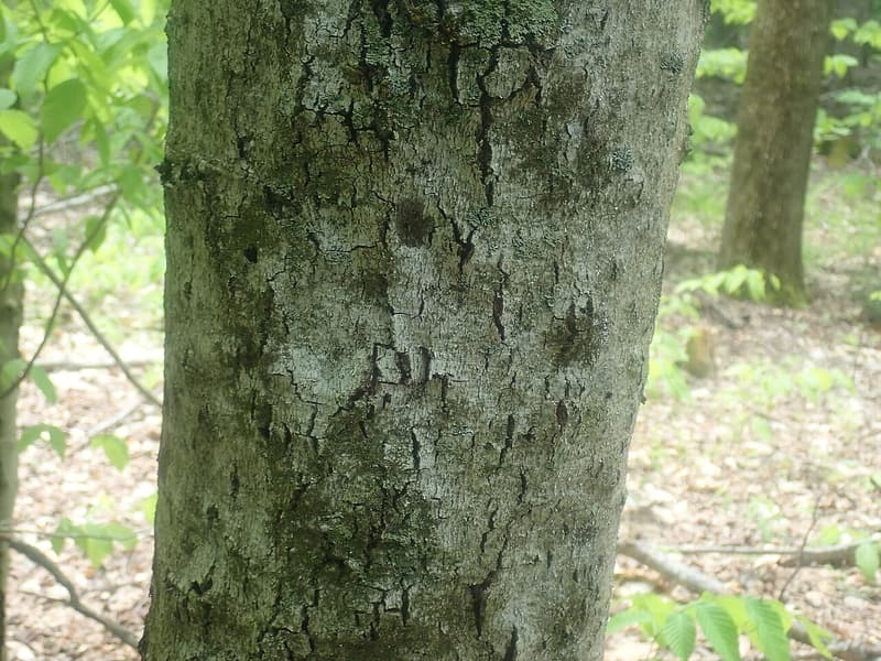 Gray beech trunk with bark broken into rough, cracked and scaly patches, young beech leaves behind it