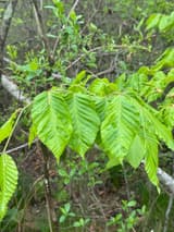Light green beech leaves on a sapling branch, banded darker green between the side veins and slightly puckered