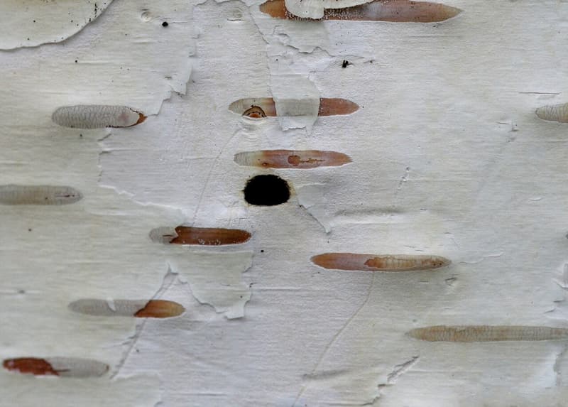 White birch bark with thin dark streaks and one small, dark exit hole with a flat side, shaped like a capital D