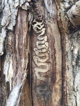 Split, peeling bark on a trunk opening onto a winding, S-shaped tunnel packed with pale, sawdust-like frass