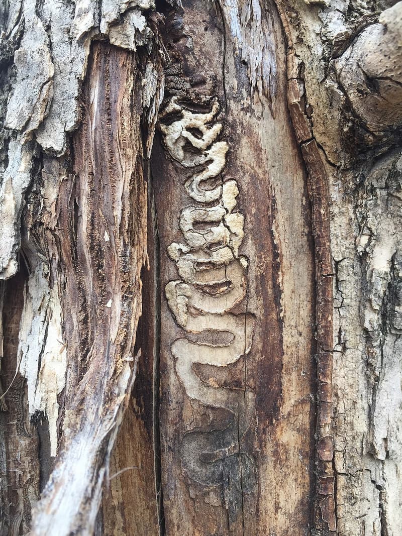 Split, peeling bark on a trunk opening onto a winding, S-shaped tunnel packed with pale, sawdust-like frass