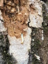 An ash trunk with its outer bark chipped away to pale inner bark, a cream-colored larva half out of its tunnel