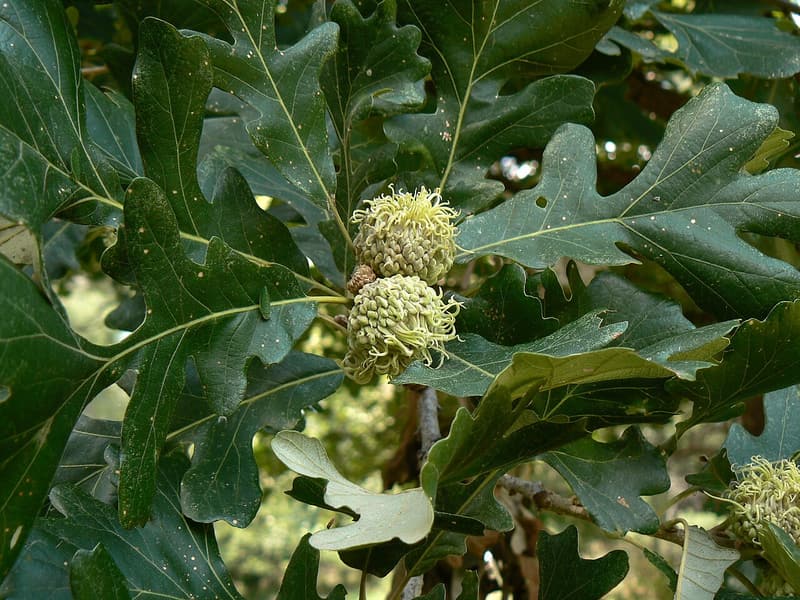 Two young bur oak acorns wrapped in shaggy fringed cups on a twig among dark green, deeply notched leaves