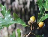 White oak twig with two yellow-green acorns in knobby brown cups below a leaf with long, rounded lobes