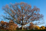 Lone white oak on a lawn in late fall, its short trunk parting into long limbs that spread far and wide