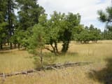 Small, round-crowned bur oaks standing in dry golden grass among taller ponderosa pines under a pale sky