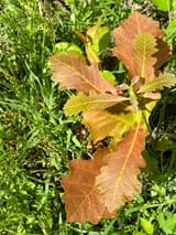 Bur oak seedling in grass seen from above in bright sun, its new leaves flushed bronze-red with pale veins and rounded lobes