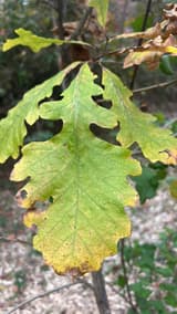 Bur oak leaf with deep middle sinuses below a broad top of shallow, rounded lobes, yellowing in fall
