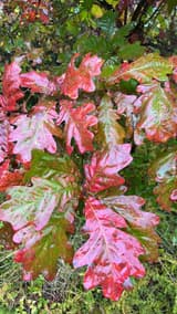 White oak leaves in fall, their rounded, bristle-free lobes turning pink, red and wine red among the green