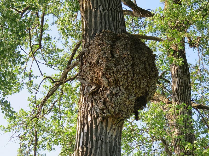 Large rough burl bulging from the trunk of an eastern cottonwood, with green leaves and sky around it