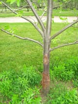 Young chestnut trunk with two patches of cracked, orange-brown dead bark low down and smooth gray bark above
