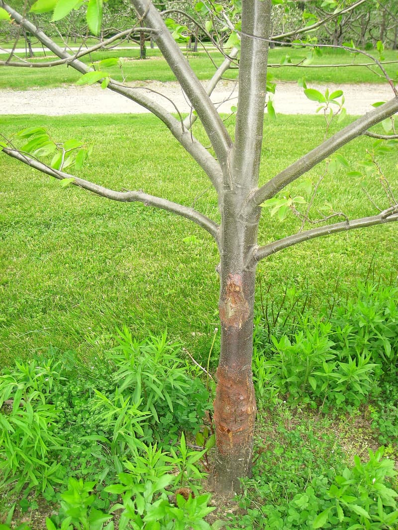 Young chestnut trunk with two patches of cracked, orange-brown dead bark low down and smooth gray bark above