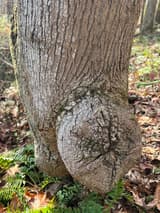Large rounded burl with cracked, lichen-flecked bark bulging from the base of a tulip tree's trunk among ferns