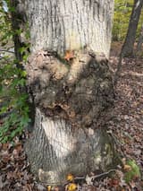 Knobby burl swelling all the way around a gray trunk above the leaf litter, its rough bark unbroken, a vine beside it
