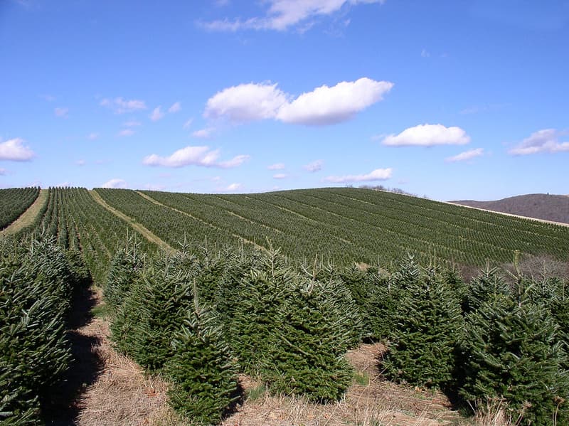 Rows of young Fraser fir Christmas trees covering a rolling hillside under a blue sky with white clouds