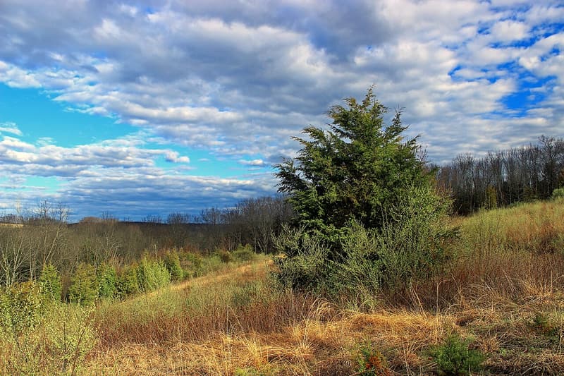 A young eastern red cedar, dense and dark green, standing alone in a hillside field of tan grass