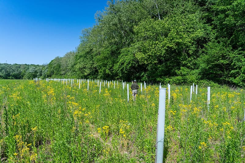 Rows of white tree tubes on stakes across a meadow of yellow wildflowers along a leafy woodland edge