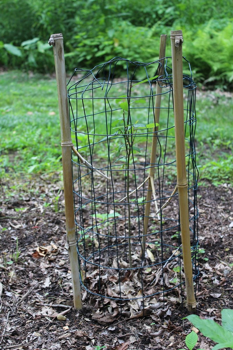Young tree with a few leaves inside a dark wire cylinder on bamboo stakes, fallen leaves around its base