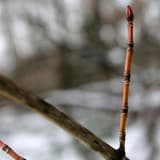 Reddish winter twig of striped maple ending in a red bud, with bands of pale scar rings along the stem